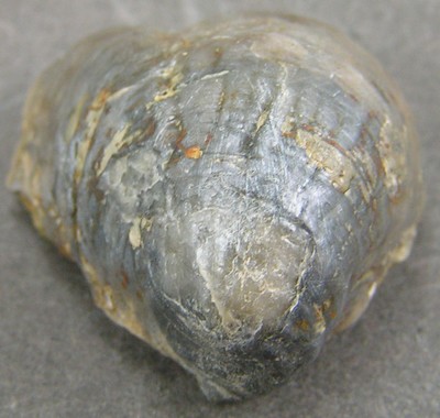 Gryphaea sublobata