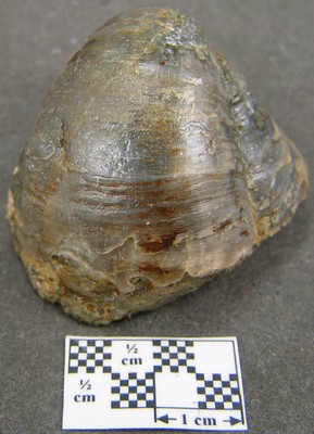 Gryphaea sublobata