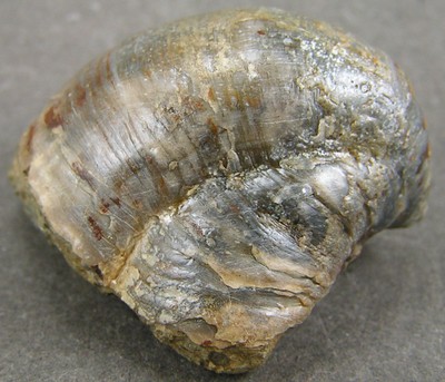 Gryphaea sublobata
