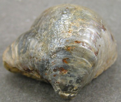Gryphaea sublobata