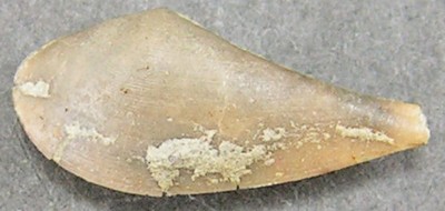 Leda rostralis
