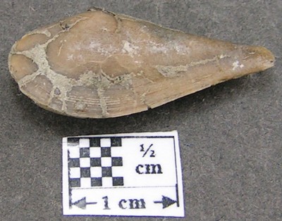 Leda rostralis