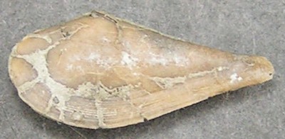 Leda rostralis