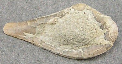 Leda rostralis