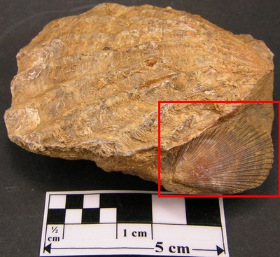Pecten (?) etiveyensis