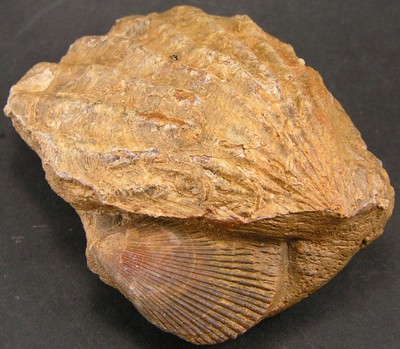 Pecten (?) etiveyensis