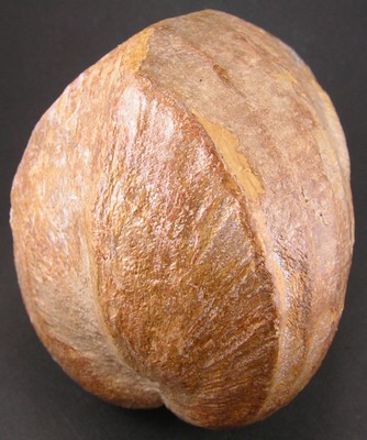 Pholadomya protei