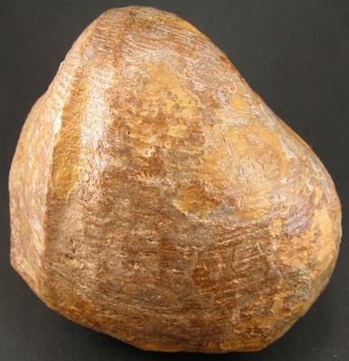 Pholadomya protei