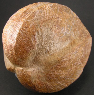 Pholadomya protei