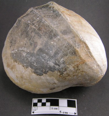 Pholadomya protei