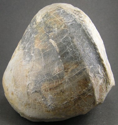 Pholadomya protei
