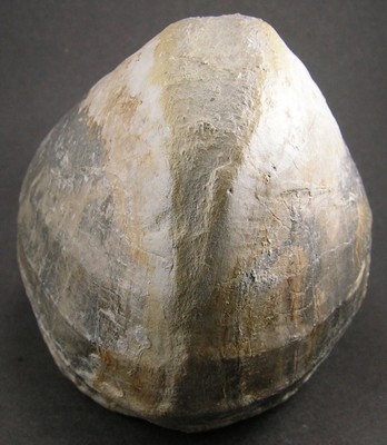 Pholadomya protei