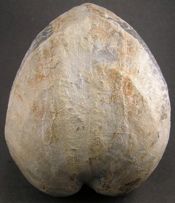 Pholadomya protei