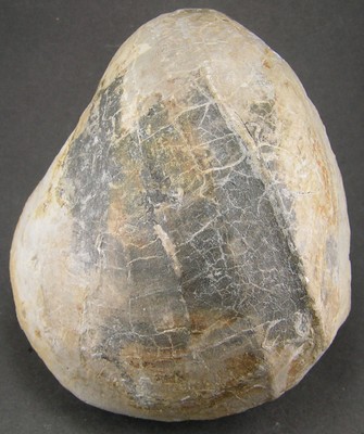 Pholadomya protei
