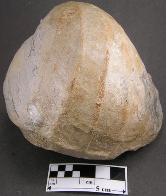 Pholadomya protei