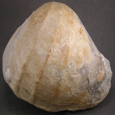 Pholadomya protei