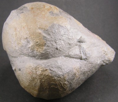 Pholadomya protei