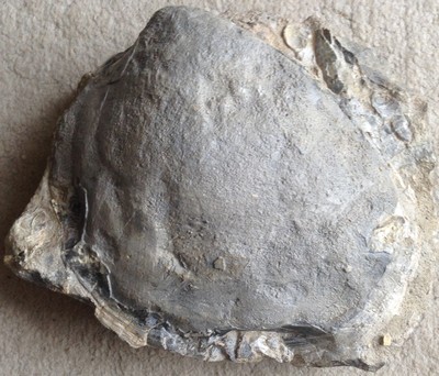 Plagiostoma giganteum