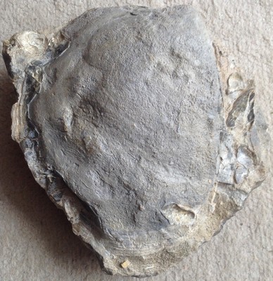 Plagiostoma giganteum