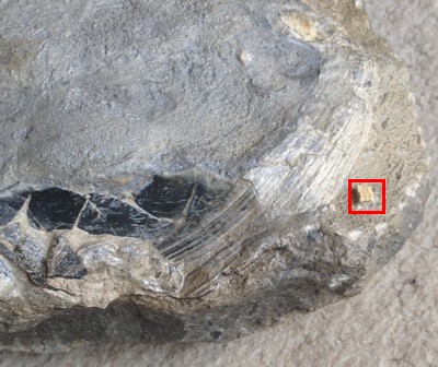 Plagiostoma giganteum