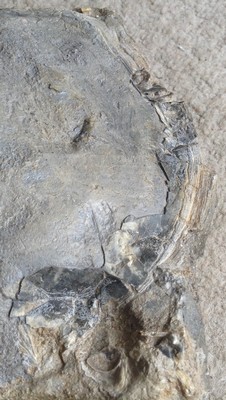 Plagiostoma giganteum