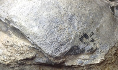 Plagiostoma giganteum