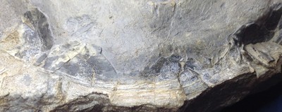 Plagiostoma giganteum