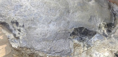 Plagiostoma giganteum