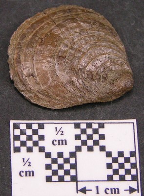 Plicatula spinosa