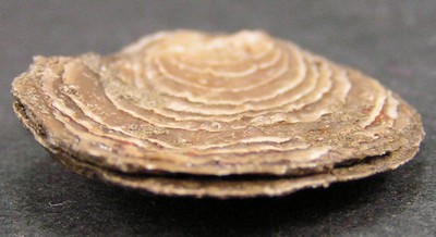 Plicatula spinosa