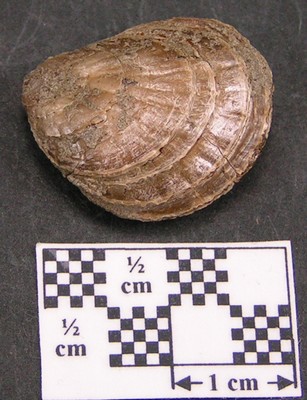 Plicatula spinosa