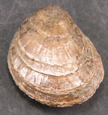Plicatula spinosa