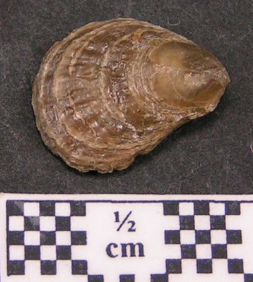 Plicatula spinosa