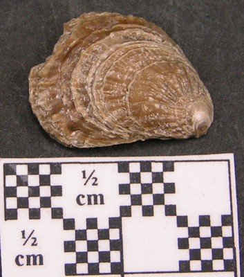 Plicatula spinosa