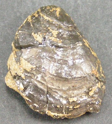 Plicatula spinosa