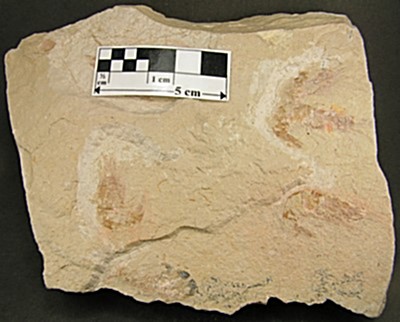 Carpopenaeus callirostris