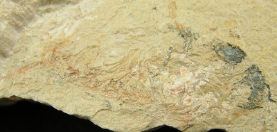 Carpopenaeus callirostris