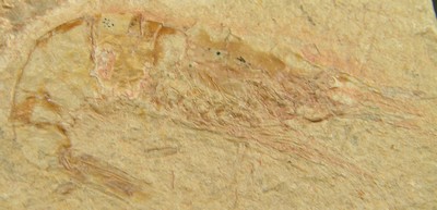 Carpopenaeus callirostris