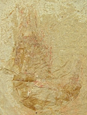 Carpopenaeus callirostris