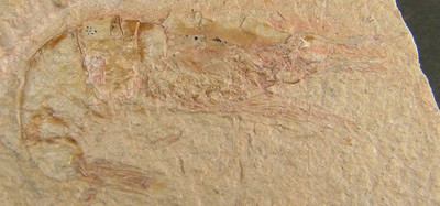 Carpopenaeus callirostris
