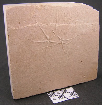 Geocoma libanotica