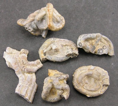 Glomerula gordialis