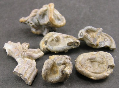 Glomerula gordialis