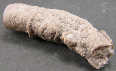 Serpula grandis