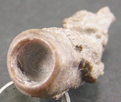 Serpula grandis