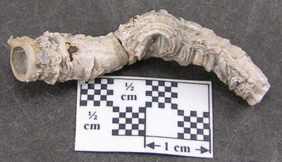 Serpula grandis