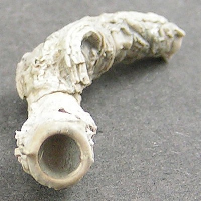 Serpula grandis