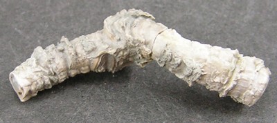 Serpula grandis