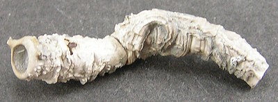 Serpula grandis