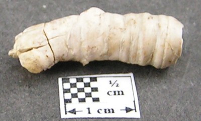 Serpula grandis